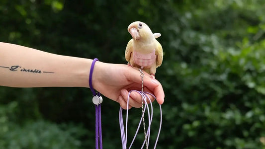 How to Safely Take Your Bird Outside