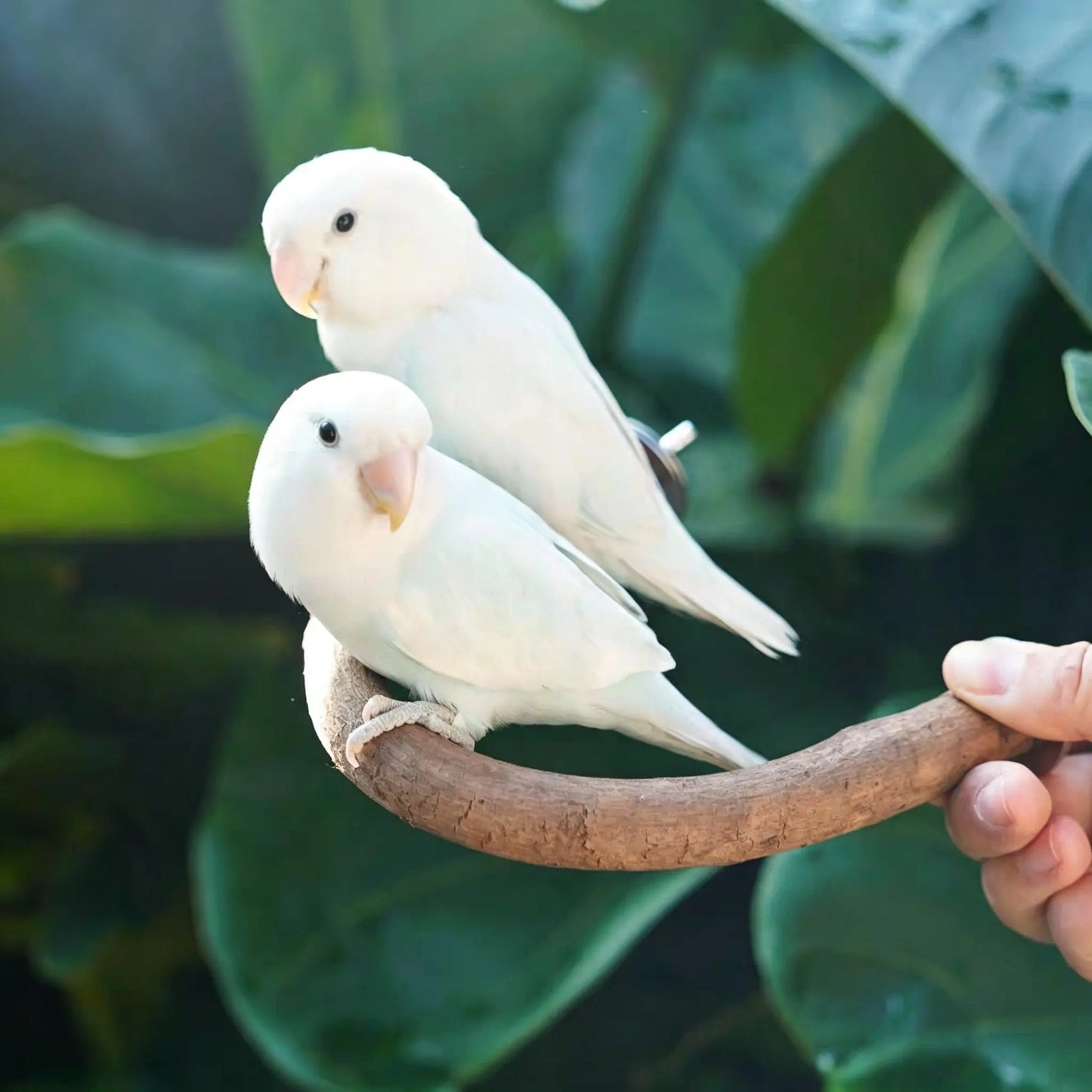 Natural Wood U-Shaped Bird Perch