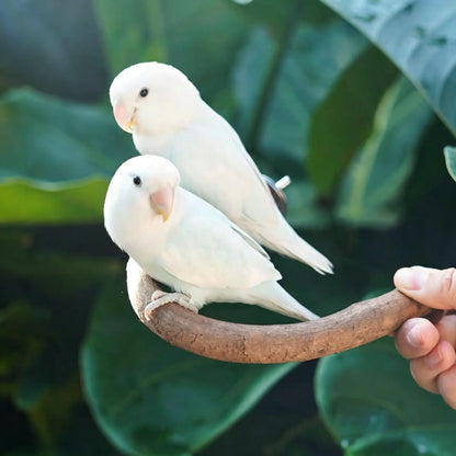 Natural Wood U-Shaped Bird Perch