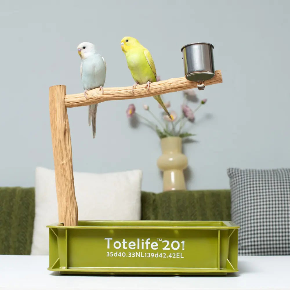 Two bugies perched on a wooden perch with a green deep container.