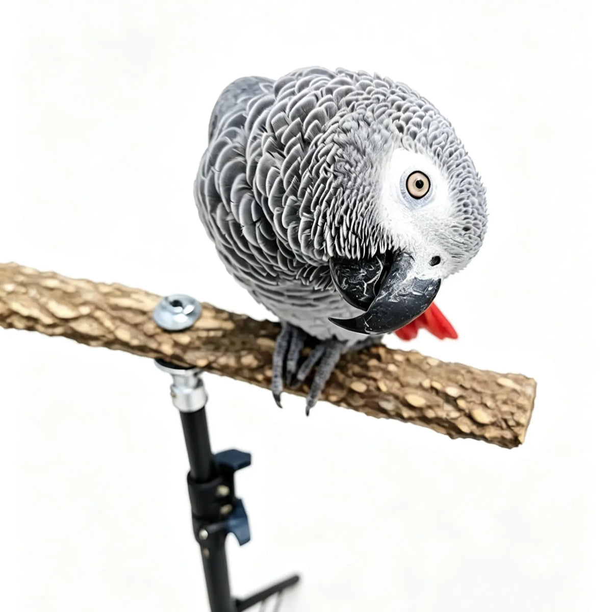 A gray african parrot perched on a textured prickly ash branch attached to a black stand, photographed against a clean white background.