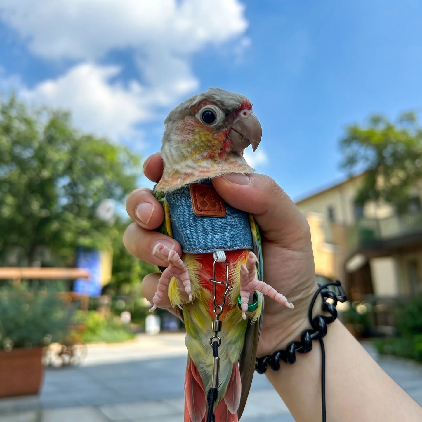 Classic Denim Parrot Diaper & Flight Harness