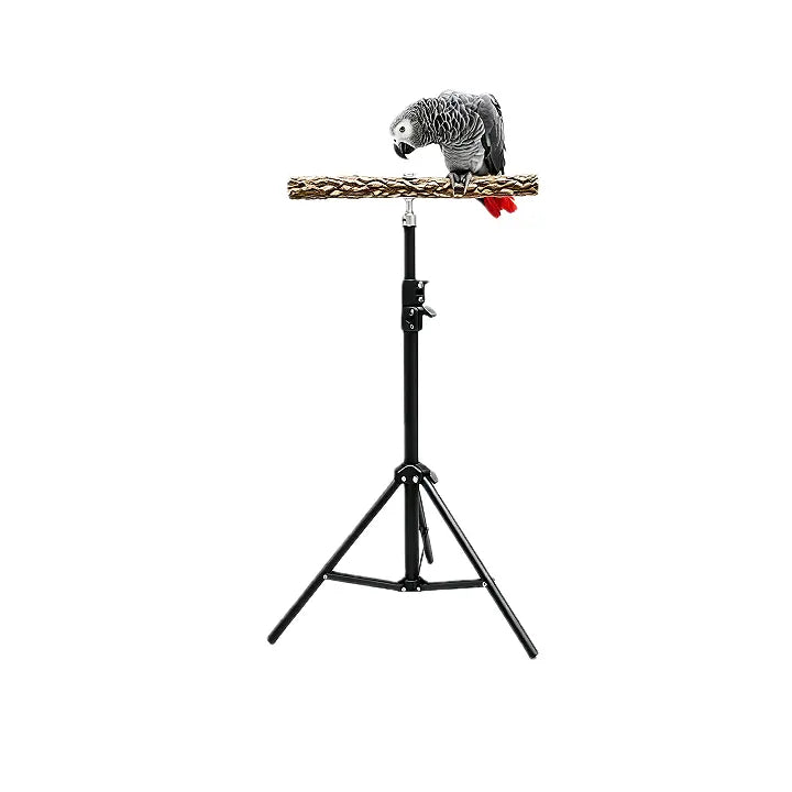 A gray african parrot perched on a prickly ash perch attached to a black adjustable tripod stand, isolated on a white background.