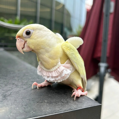 Pastel Lace Dress Bird Flight Harness