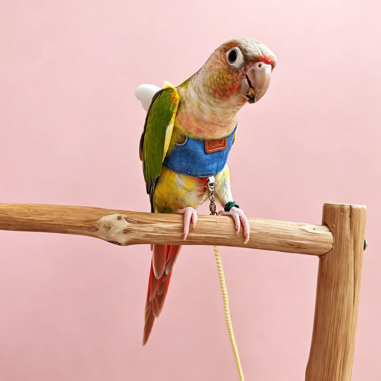 Classic Denim Parrot Diaper & Flight Harness