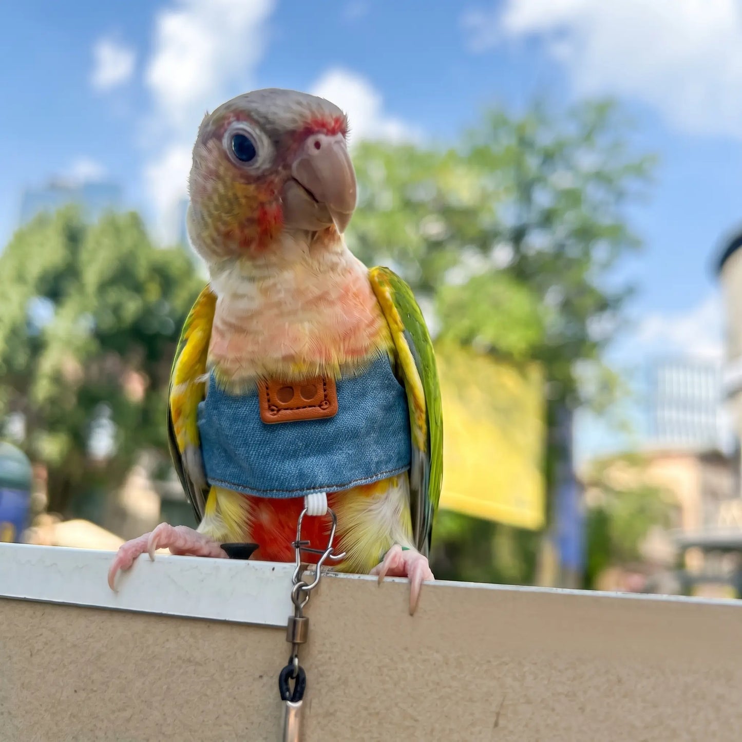 Classic Denim Parrot Diaper & Flight Harness