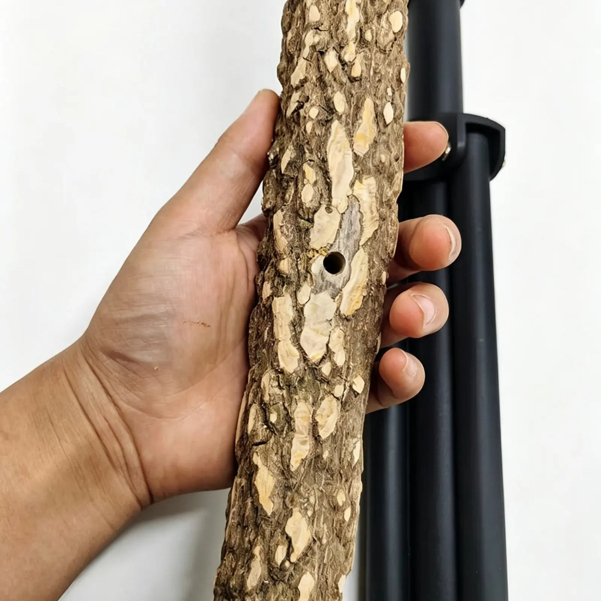 A hand holding a textured prickly ash branch with a pre-drilled hole, positioned next to a black cylindrical tube against a plain white background.