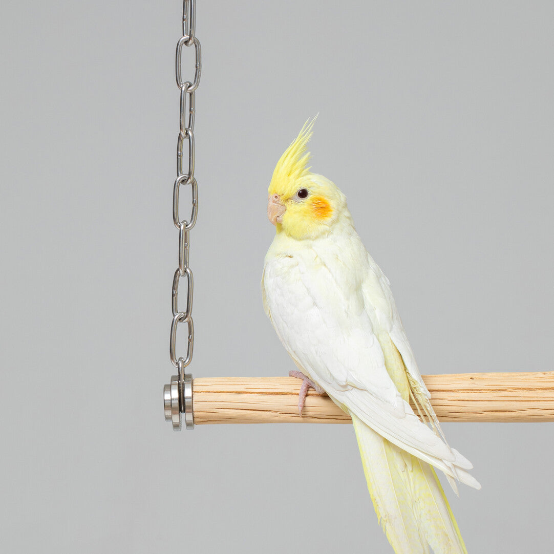 Minimalist Wild Pearwood Bird Swing